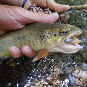 Matériel de pêche pour la truite