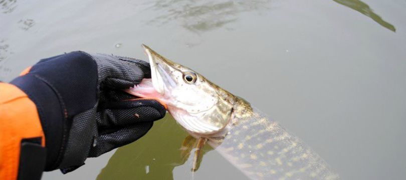 Gants De Pêche Anti-morsure Pour Pêcheur, 1 Pièce, Main Gauche Ou