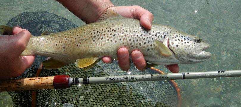 Quels Produits Choisir Pour La Peche A La Truite Ma Canne A Peche Mcap