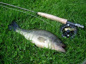 modele-produit-peche-black-bass