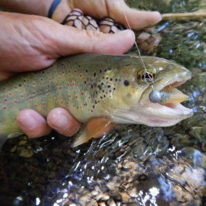 type-equipement-peche-au-leurre