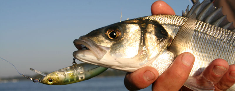 Les marques de canne à pêche - Leurre de la pêche